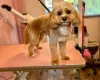 Goldendoodle
