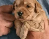 Goldendoodle
