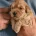 Goldendoodle