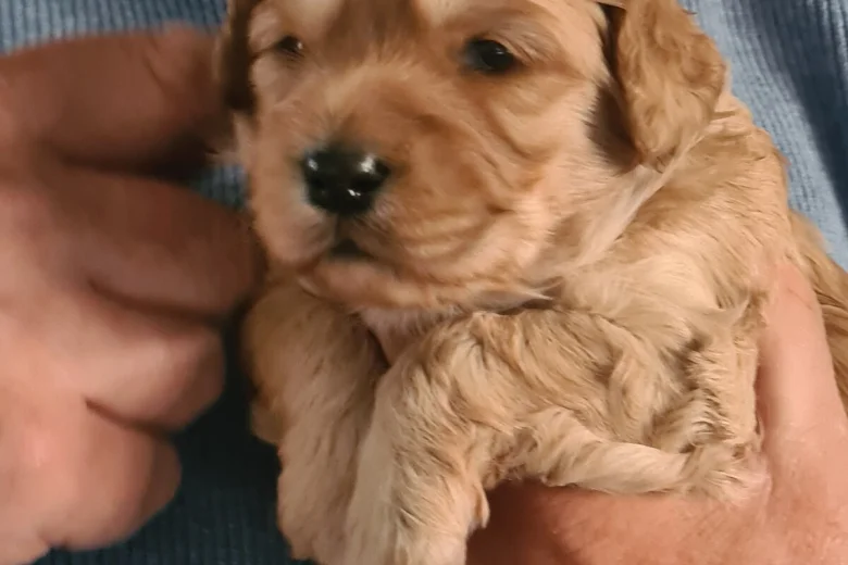 Goldendoodle