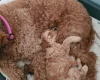 Goldendoodle