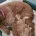 Goldendoodle