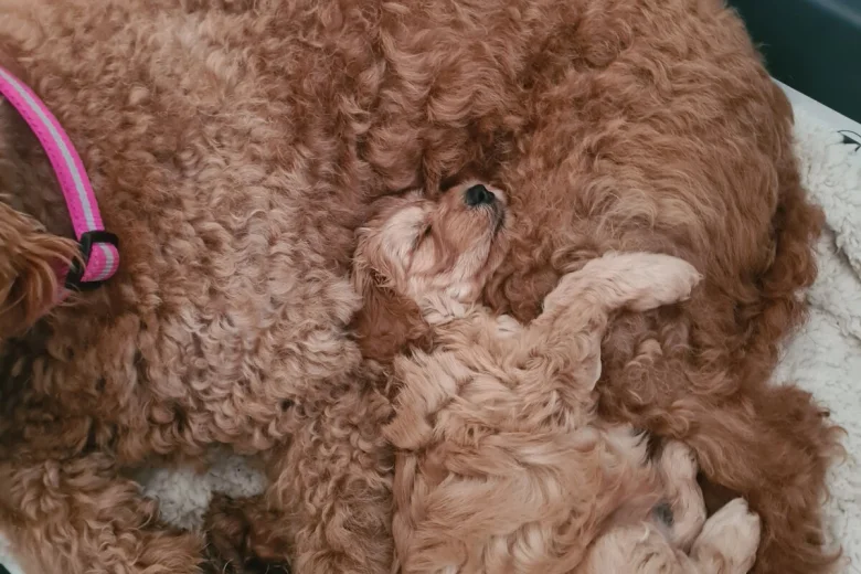 Goldendoodle