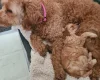 Goldendoodle