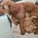 Goldendoodle