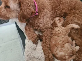Goldendoodle