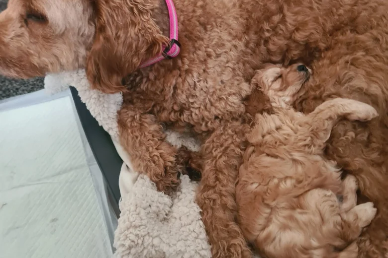 Goldendoodle