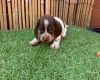 Dachshund (Miniature Smooth Haired)