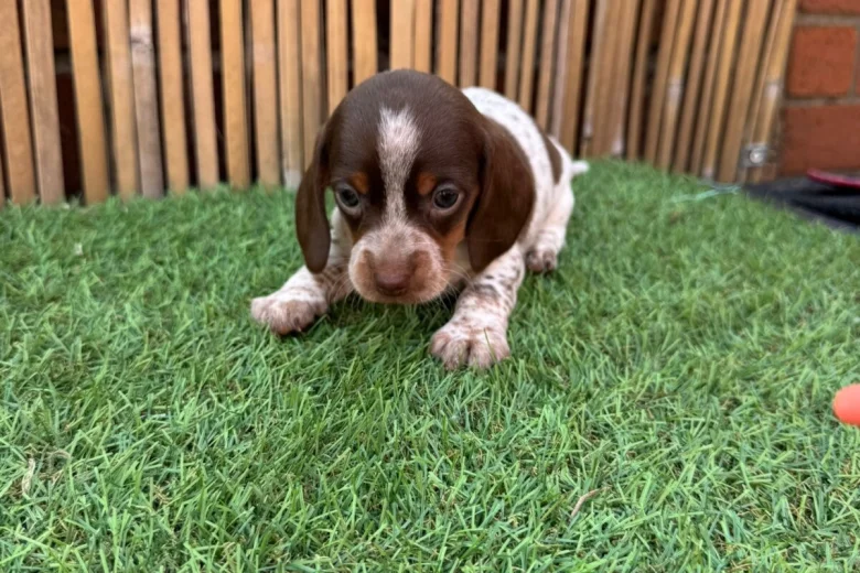 Dachshund (Miniature Smooth Haired)