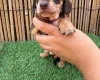 Dachshund (Miniature Smooth Haired)