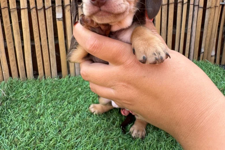 Dachshund (Miniature Smooth Haired)