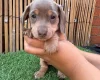 Dachshund (Miniature Smooth Haired)