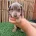 Dachshund (Miniature Smooth Haired)