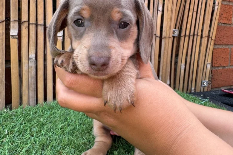 Dachshund (Miniature Smooth Haired)