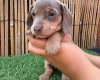 Dachshund (Miniature Smooth Haired)