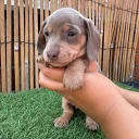 Dachshund (Miniature Smooth Haired)