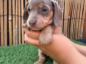 Dachshund (Miniature Smooth Haired)