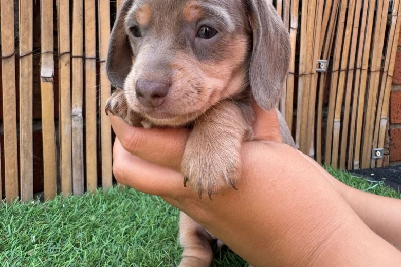 Dachshund (Miniature Smooth Haired)