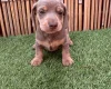 Dachshund (Miniature Smooth Haired)