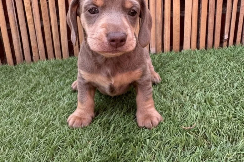 Dachshund (Miniature Smooth Haired)