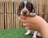Dachshund (Miniature Smooth Haired)