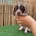 Dachshund (Miniature Smooth Haired)