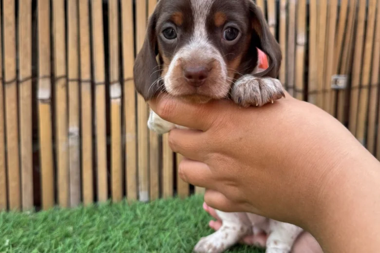 Dachshund (Miniature Smooth Haired)