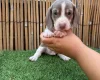 Dachshund (Miniature Smooth Haired)