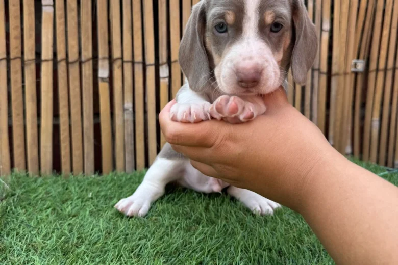 Dachshund (Miniature Smooth Haired)