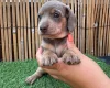 Dachshund (Miniature Smooth Haired)