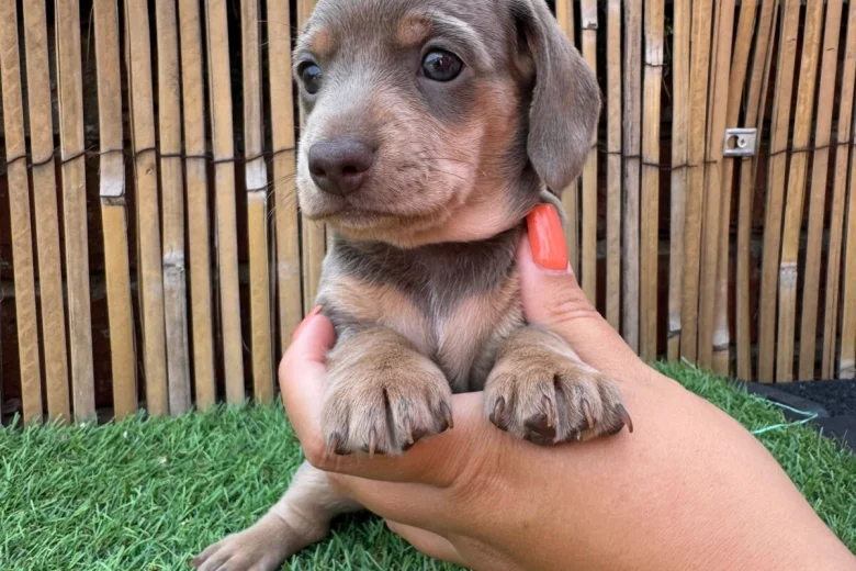Dachshund (Miniature Smooth Haired)
