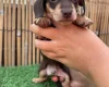 Dachshund (Miniature Smooth Haired)