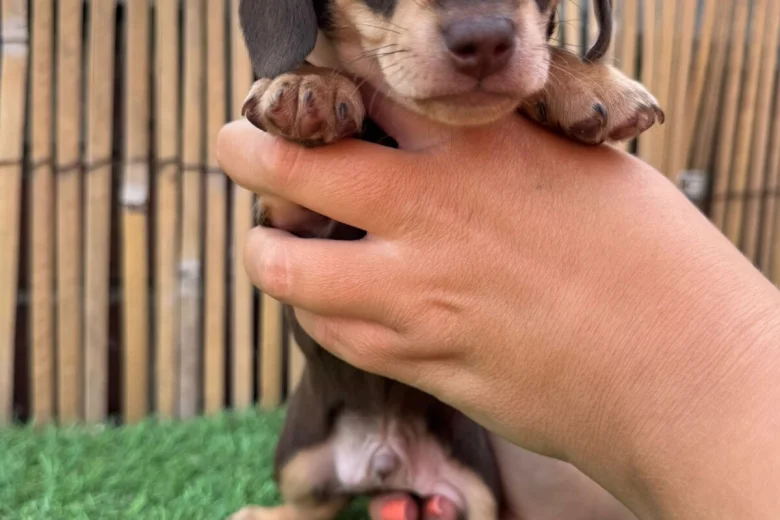 Dachshund (Miniature Smooth Haired)