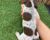 Dachshund (Miniature Smooth Haired)