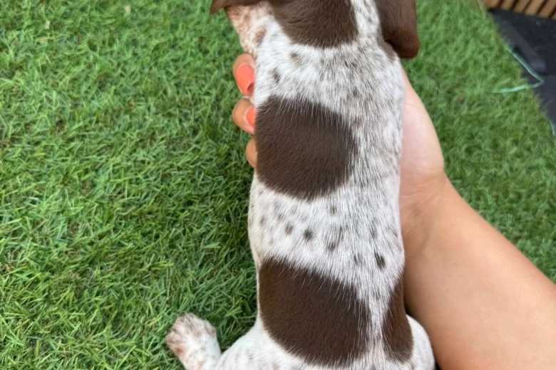 Dachshund (Miniature Smooth Haired)