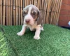 Dachshund (Miniature Smooth Haired)