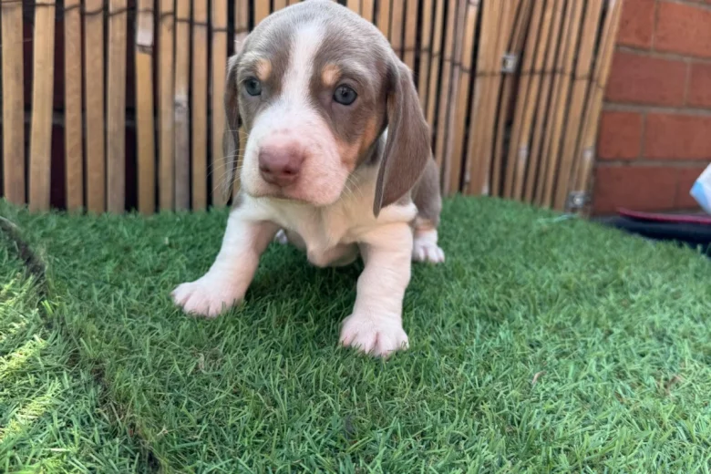 Dachshund (Miniature Smooth Haired)