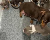 Dachshund (Miniature Smooth Haired)
