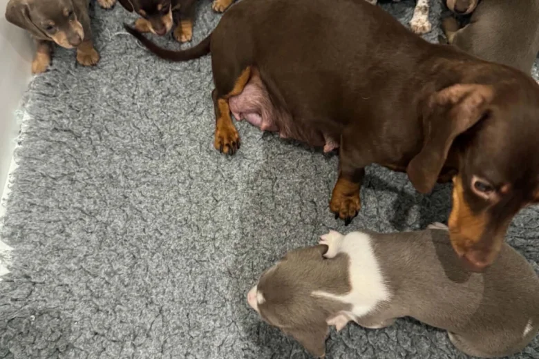 Dachshund (Miniature Smooth Haired)