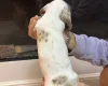 Dachshund (Miniature Smooth Haired)