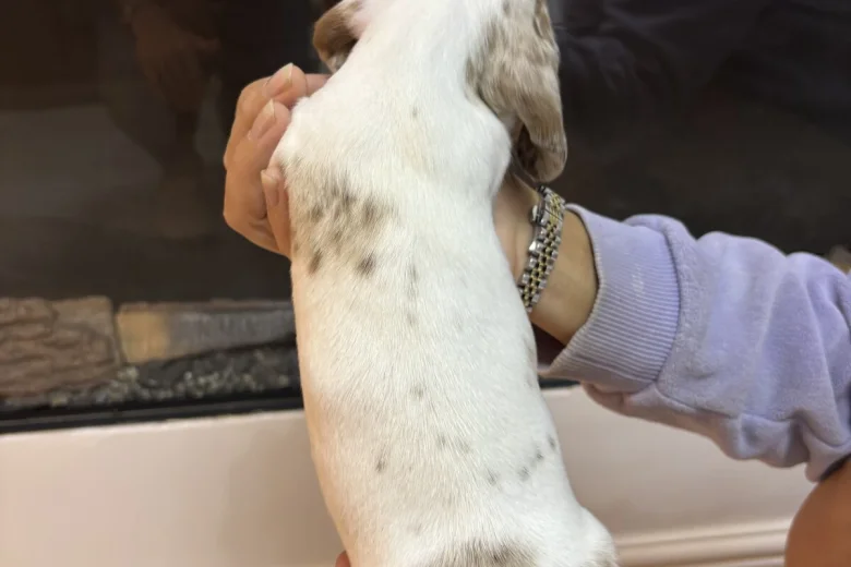 Dachshund (Miniature Smooth Haired)