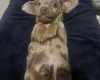 Dachshund (Miniature Smooth Haired)