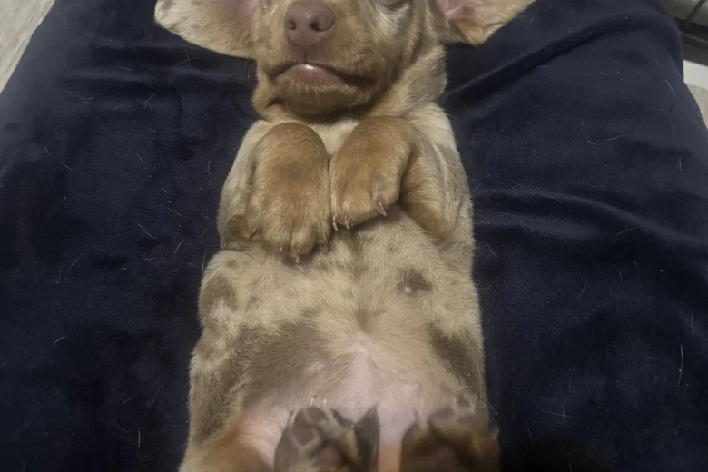 Dachshund (Miniature Smooth Haired)