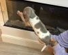 Dachshund (Miniature Smooth Haired)
