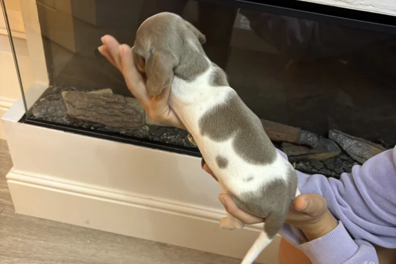 Dachshund (Miniature Smooth Haired)