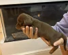 Dachshund (Miniature Smooth Haired)