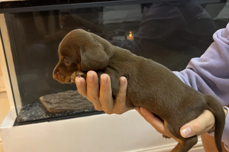Dachshund (Miniature Smooth Haired)