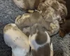 Dachshund (Miniature Smooth Haired)