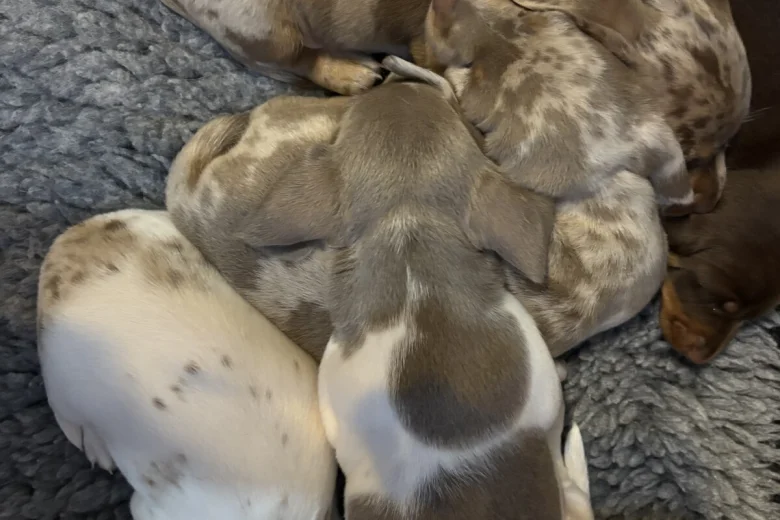 Dachshund (Miniature Smooth Haired)