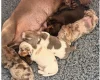 Dachshund (Miniature Smooth Haired)